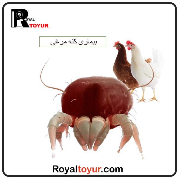 بیماری کنه مرغی و راه های درمان و پیشگیری 